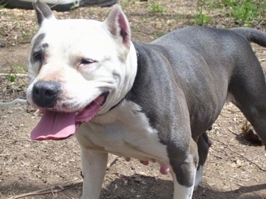 Front side view - A wide-chested, large headed, muscular, gray with white American Bully is standing in dirt looking to the left. Its mouth is open and tongue is out. Its eyes are squinted and its ears are cropped short and to a point.