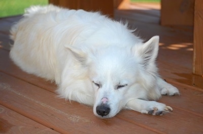 The front right side of a white American Eskimo Dog that is sleeping on a wooden deck