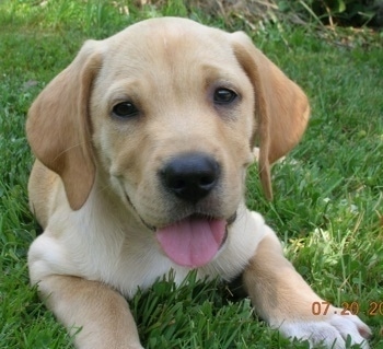 Close up - A tan American Gointer puppy is laying outside in grass, its mouth is open, its tongue is out and it is looking forward.