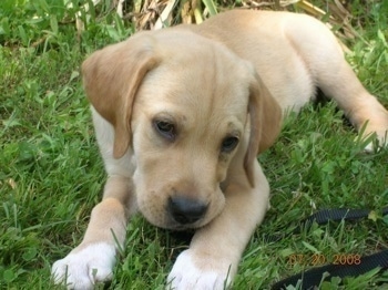 Close up - The front left side of a tan American Gointer puppy that islaying outside in grass, in front of a tree and it is chewing on a stick.