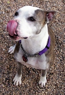 The front left side of a brindle with white Pitbull Terrier that is sitting on a gravelly surface and she is licking her nose