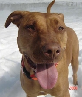 Close up - A red Pit Bull Terrier is standing on snow with its mouth open and its tongue out