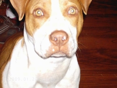 Close Up - A brown with white Pitbull Terrier is standing on a hardwood floor. There is a sandal on the floor behind it.