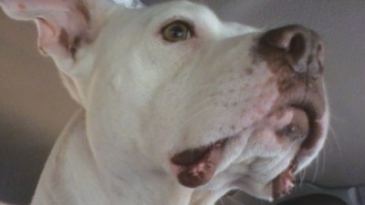 Close Up - The face of a white Pit Bull Terrier that is staring out the window of a vehicle.