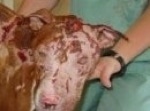 Close up - A Pit Bull Terrier, with one eye, is laying down in the arms of a nurse