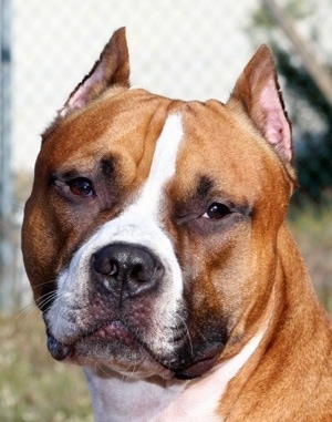 Close Up - A red and white Staffordshire Terrier is looking forward and its head is slightly tilted to the right.