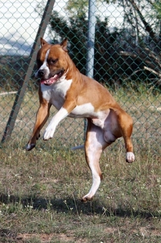 The left side of a red with white Staffordshire Terrier is jumping in the air and there is a chainlink fence behind it.