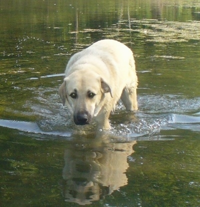 A tan Anatolian Pyrenees is walking down a body of water with its head down.