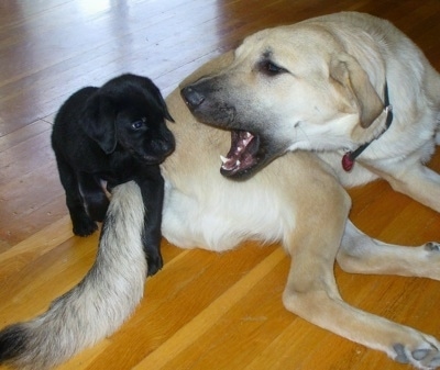 The right side of a tan Anatolian Pyrenees that is playing around with a black lab puppy.