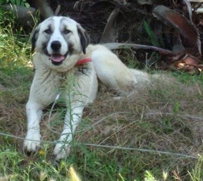 A tri-color Anatolian Shepherd is laying in brush grass with its mouth open, its tongue out and it is looking forward.