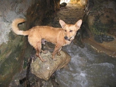 A wet tan red-colored fox looking dog standing on top of a rock inside of a cavern with water running through it.