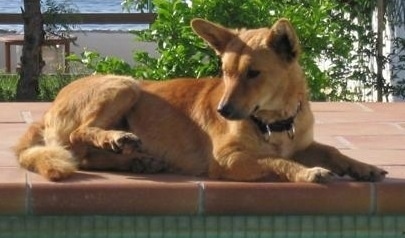 Side view - A tan Andalusian Podenco dog is laying on a brick pool deck looking to the left.