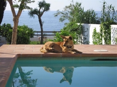 A red-fawn dog curled up laying by the side of a pool on a brick deck.