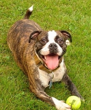 A brown brindle with white Miniature Australian Bulldog is laying in grass with a tennis ball between its front paws.