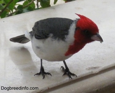 Red-Crested Cardinal standing on a window sill