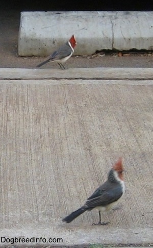 Two Red-crested Cardinal walking on parallel paths down a sidewalk