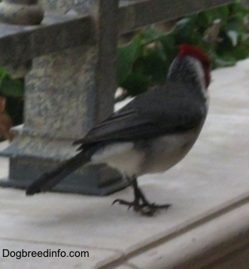 Red-Crested Cardinal standing on a window sill looking into the distance
