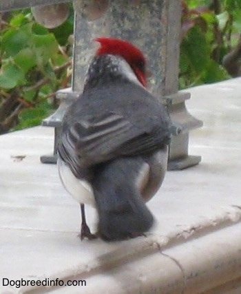 Red-Crested Cardinal standing on a window sill looking at a beam