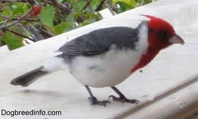 Close Up - Red-Crested Cardinal standing on a window sill