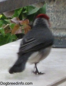 Red-Crested Cardinal walking up and down the window sill