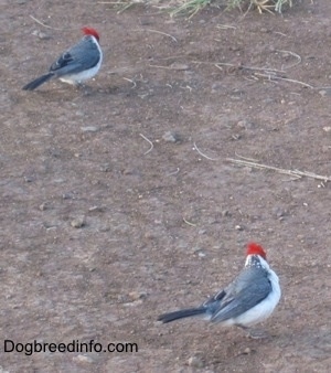 Two Red-crested Cardinals standing in dirt