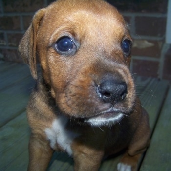 Close Up - The front right side of a brown with white BT Walker puppy that is sitting on a porch and it is looking to the right.