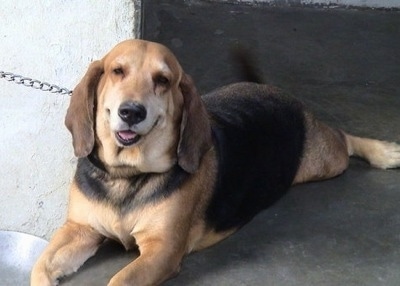 The front left side of a tri-color Basset Retriever that is laying in a doorway with its mouth open and it is looking forward.