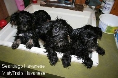 Four little wet black with white Havanese puppies are jumped up against the side of a sink looking out.