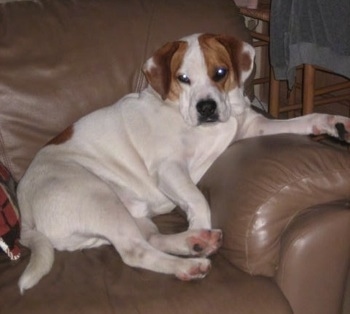 The right side of a white with brown Beabull that is laying across a couch with a paw over the side arm of the couch.