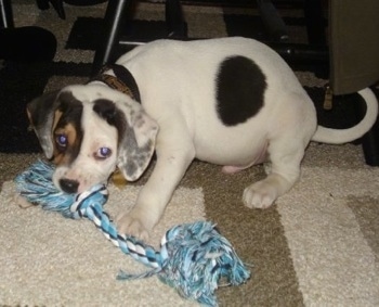Side view - A white with black and tan mix puppy is sitting on a rug and it is biting the end of a blue, black and white rope toy.