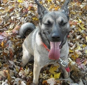 Tiffany the Belgian Malinois sitting in leaves with its mouth open and tongue out