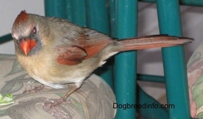 Female Northern Cardinal standing on a chair