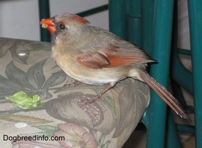 Female Northern Cardinal standing on a chair eating a piece of lettuce