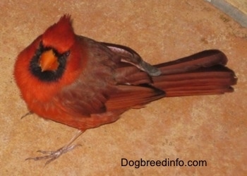 Close Up - Male Northern Cardinal
