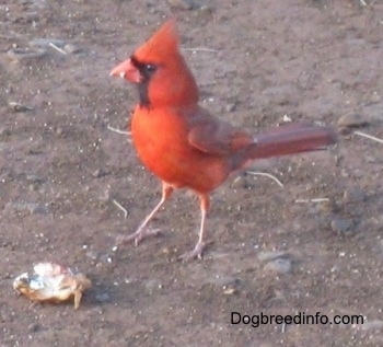 Close Up - Male Northern Cardinal standing in dirt eating a piece of food