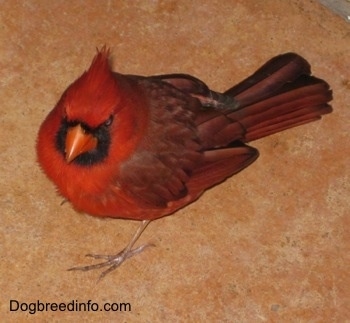 Close Up - Male Northern Cardinal standing on carpet