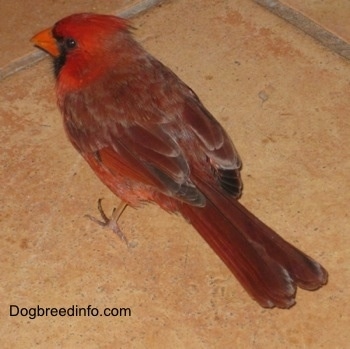Close Up - Male Northern Cardinal standing on a tiled floor