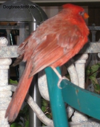 Close Up - Male Northern Cardinal standing on the back of a chair