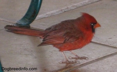 Cardinal standing on tile under a chair