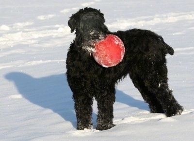 Tasha the Black Russian Terrier is standing in snow and has a snow covered ball in her mouth