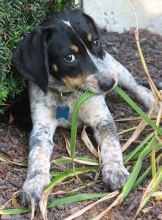 Ike the Bluetick Coonhound dog laying next to a bush biting on a plant