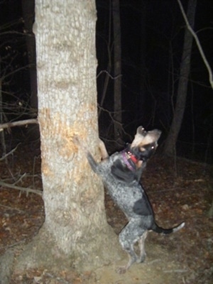Lazy Daisy the Bluetick Coonhound jumping up against a tree barking at something up in the tree