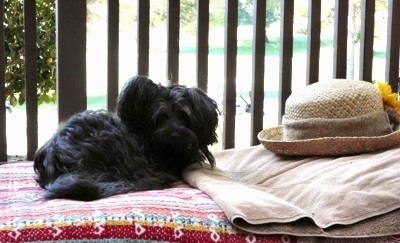 A small breed black Russian Tsvetnaya Bolonka dog is laying on a bed and it is looking forward. There is a pillow with a womean's straw hat that has a yellow flower on it on it to the right of the dog.