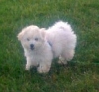 The front left side of a white Bolonoodle puppy that is standing outside in a yard and it is looking forward.