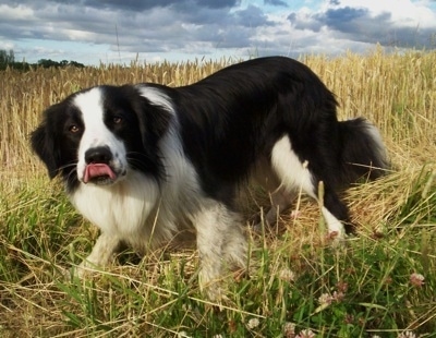 Barney the Border Collie walking through a field with large grass. Barneys tongue is on its nose