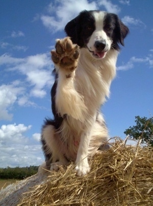 Barney the Border Collie sitting on a stack of hay with its front right paw in the air
