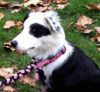 Close Up - Kaiya the Border Collie wearing a  pink and black collar and  leash looking to the right and sitting outside