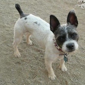 The front right side of a white with gray Bossi-Poo that is standing across a beach and its head is slightly tilted to the left.