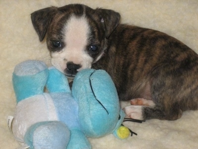 Close Up - The left side of a brindle with white Boston Huahua puppy that is laying in a dog bed with a plush toy and it is looking forward.