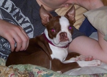 Daisy the Boston Terrier sitting on a bed under the arm of a person
